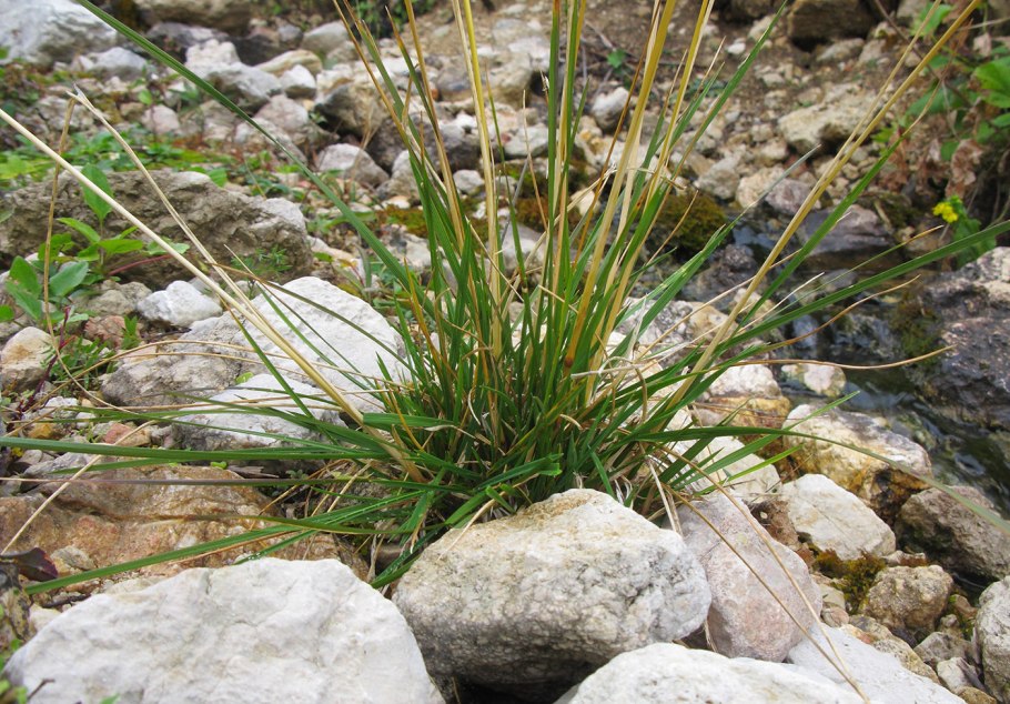 Carex hartmanii