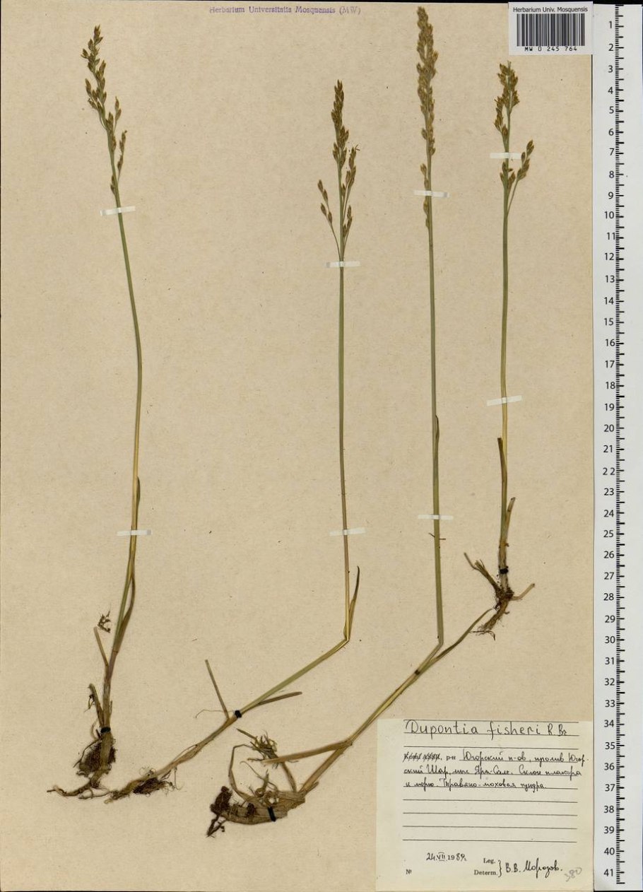 Дюпонция Фишера