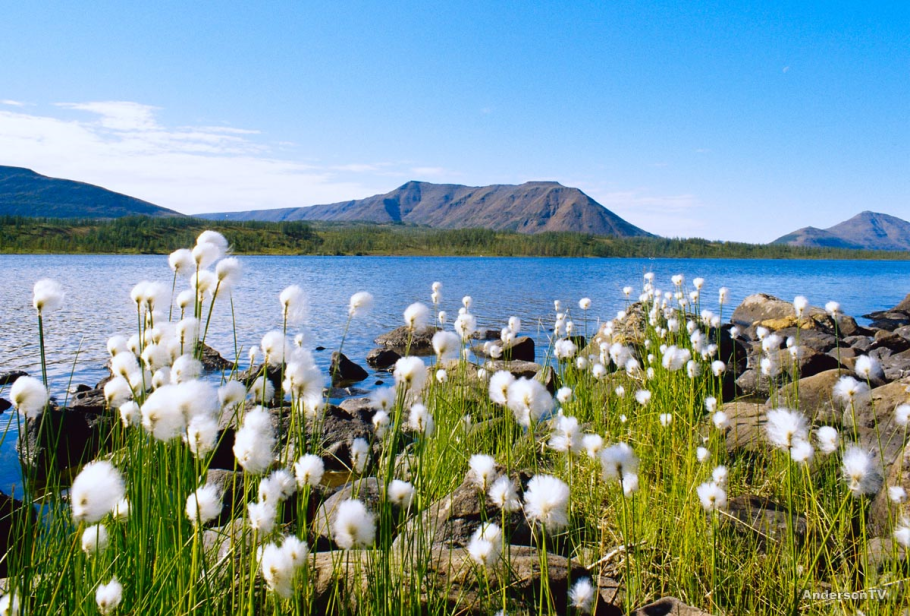 Таймыр тундра лето