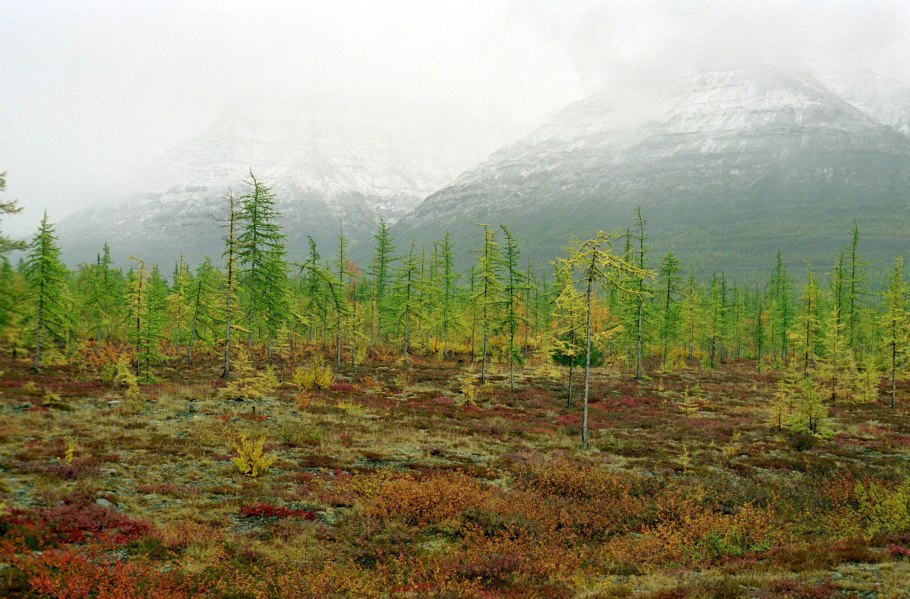Плато Путорана Флора
