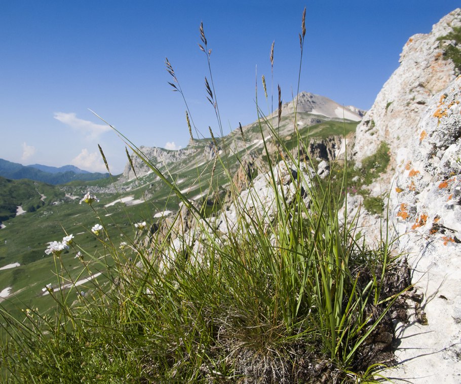 Зерновые культуры семейства злаковых