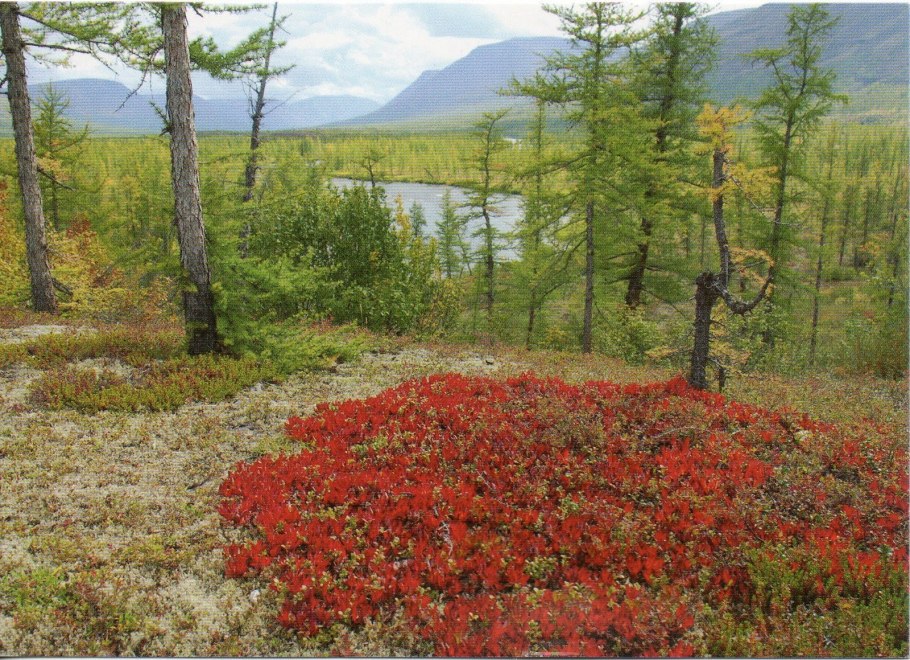 Флора Таймыра