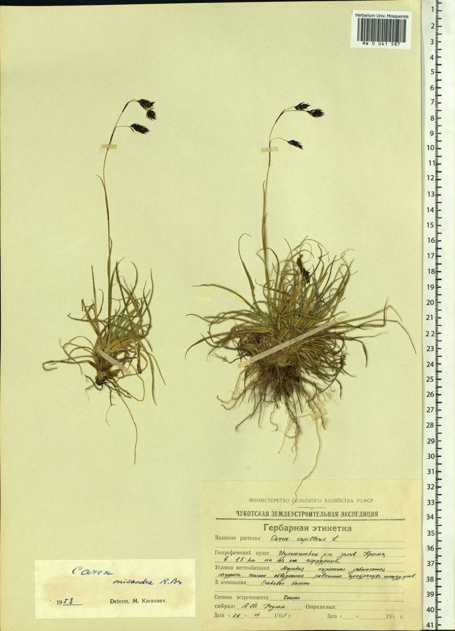 Арктофила рыжеватая