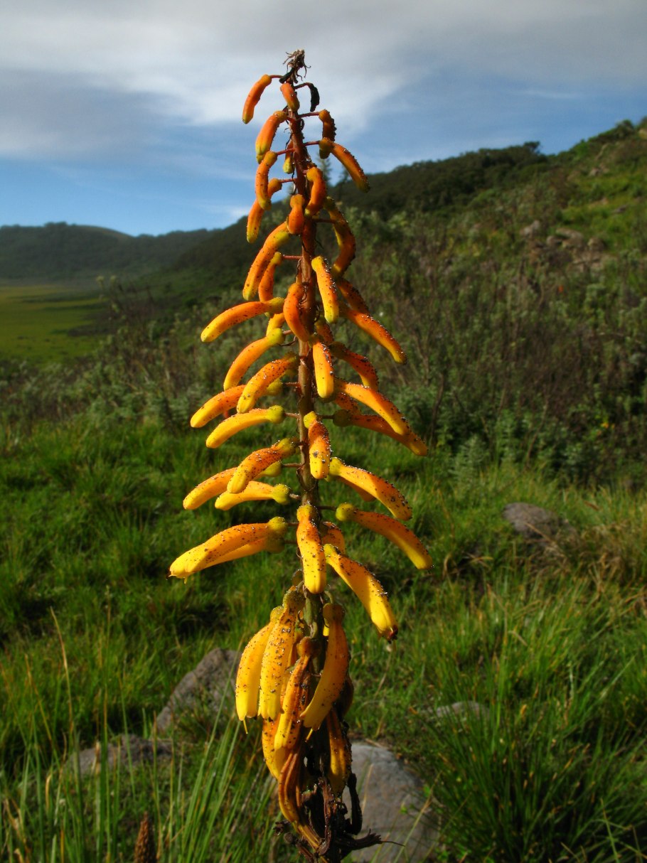 Кактусовый столетник