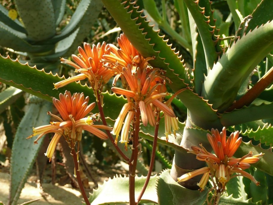 Цветок Аллисин