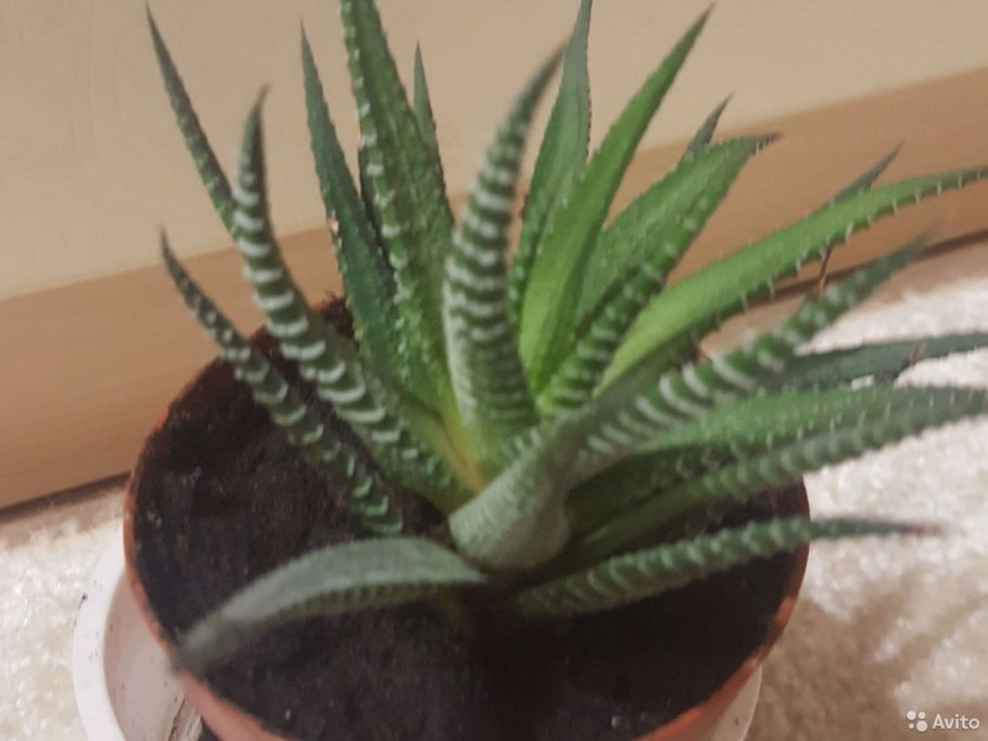 Алоэ древовидное столетник дикое