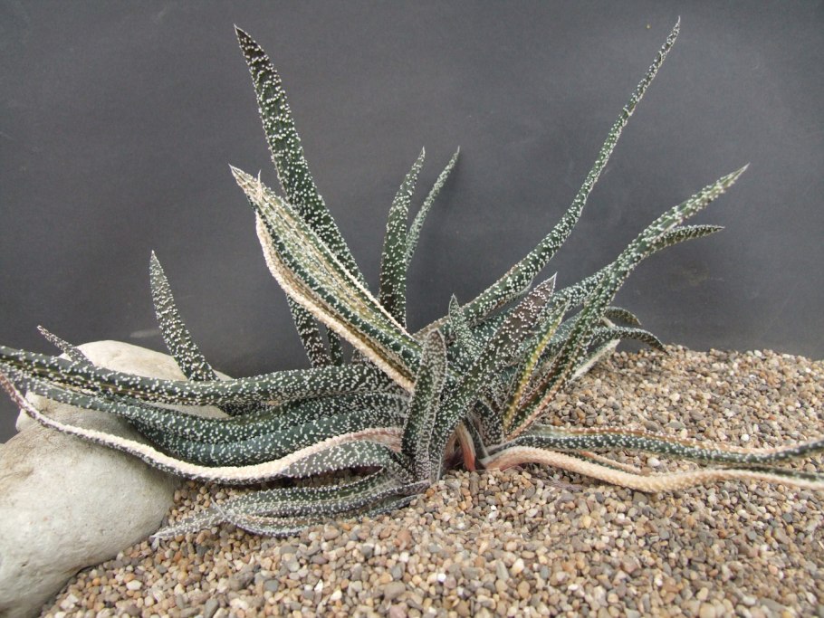 Алоэ Вера цветок лечебный