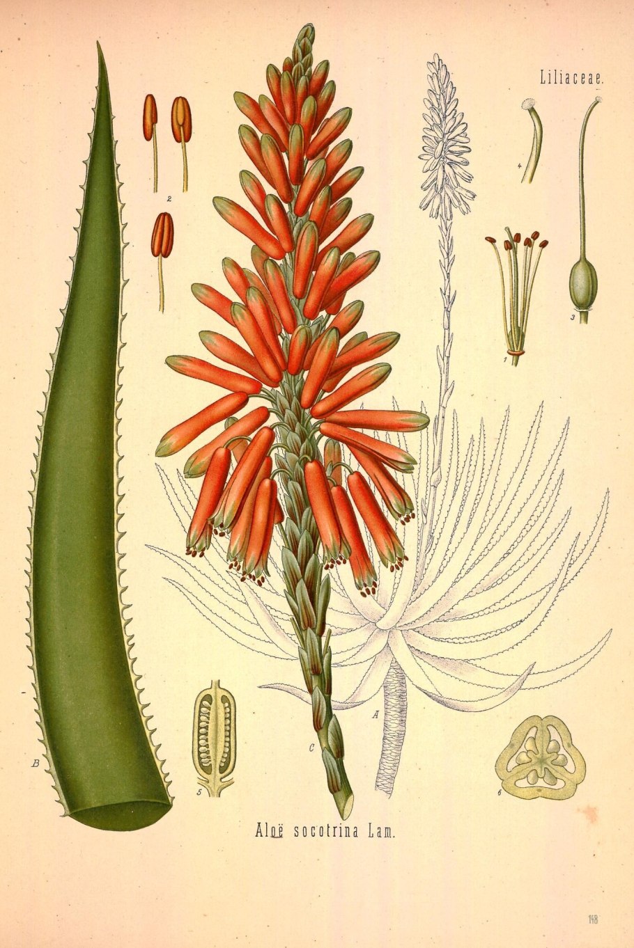 Eremurus spectabilis