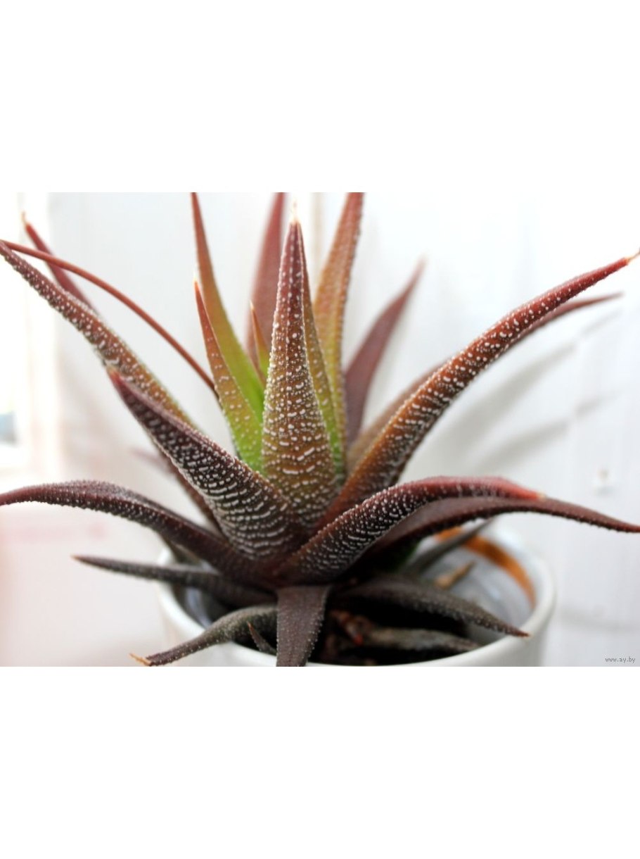 Алоэ пликатилис