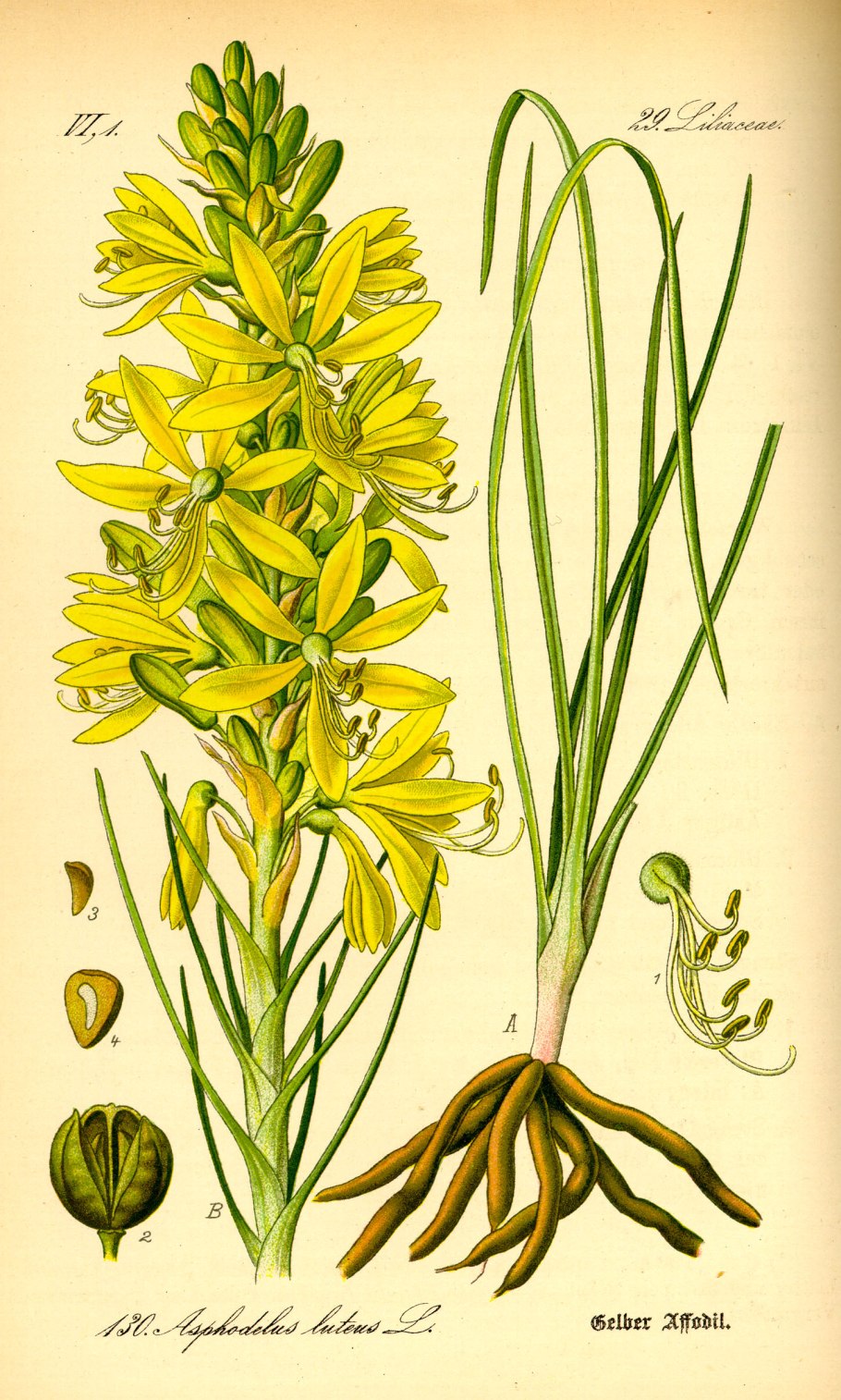 Asphodeline lutea ботаника