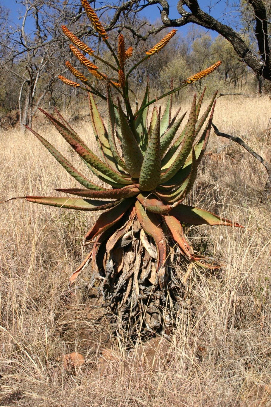 Aloe marlothii