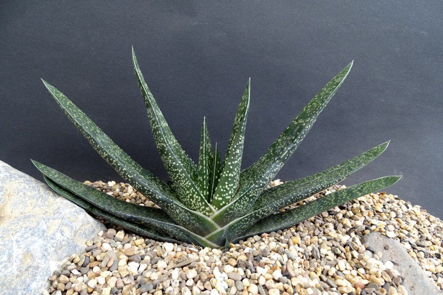 Хавортия полосатая Вики