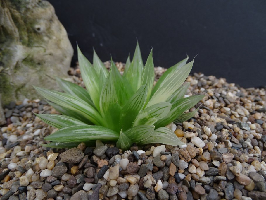 Гастерия килеватая