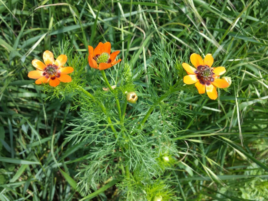 Адонис болотный