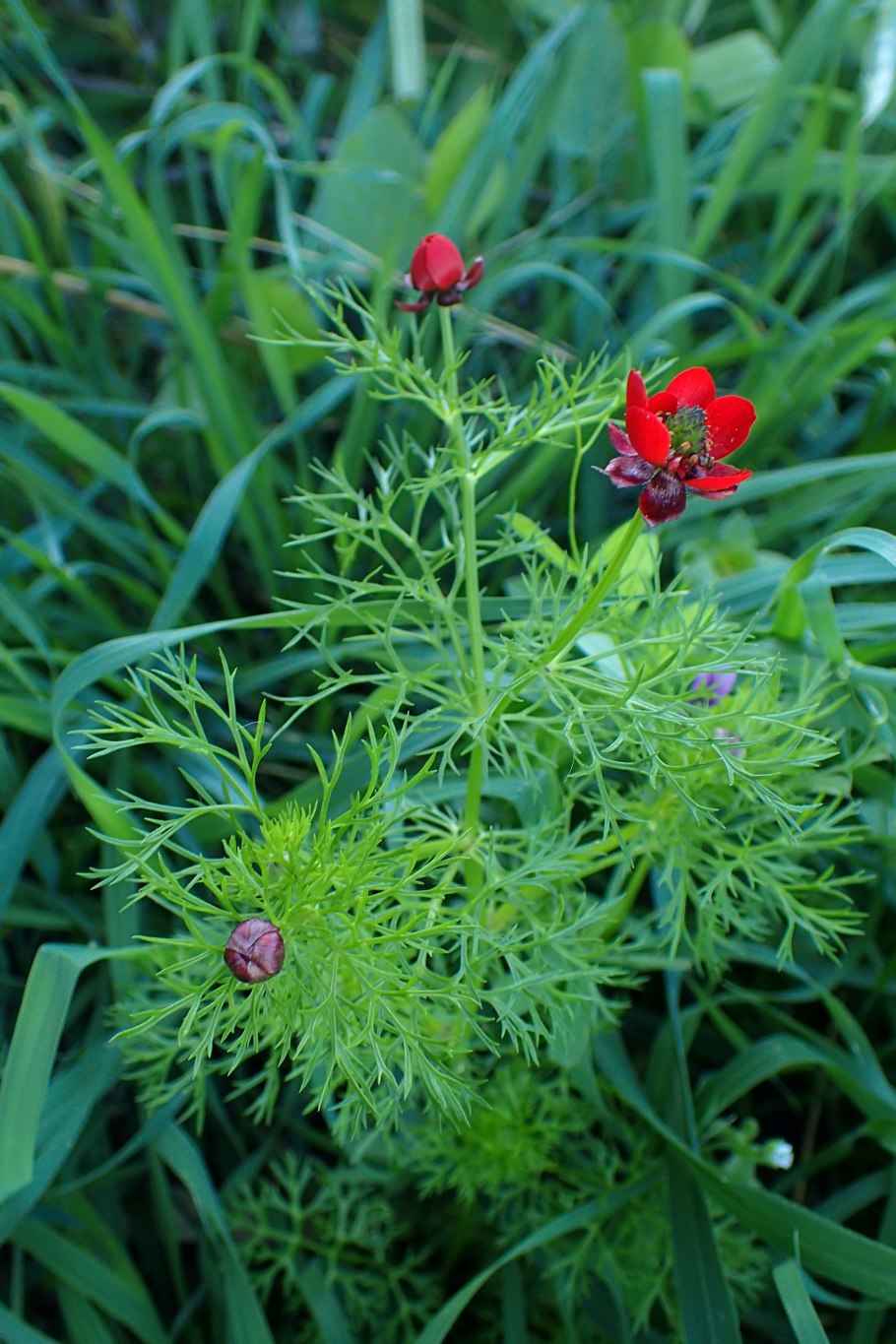 Адонис летний красный