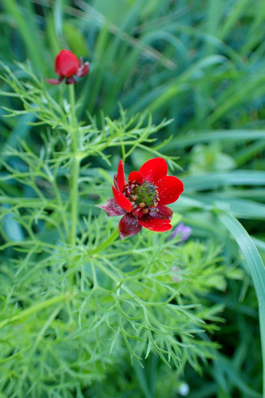 Горицвет в степи
