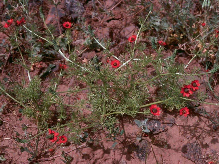 Горицвет красный