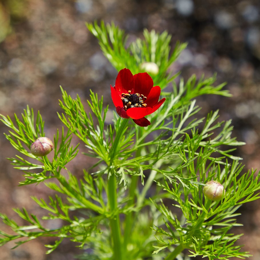Адонис летний Керубино