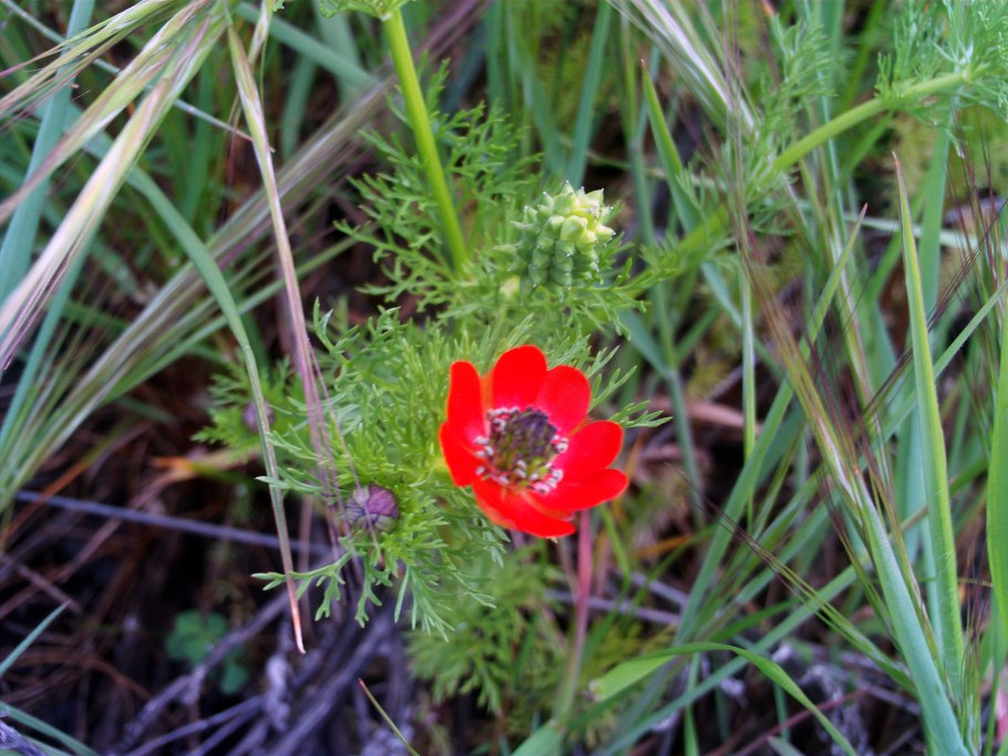 Адонис летний глаз Астраханский заповедник в HD формате