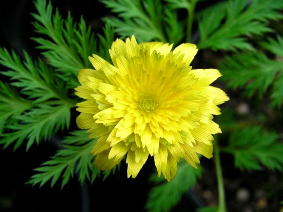 Адонис цветок