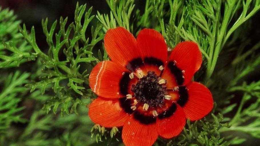 Адонис Керубино