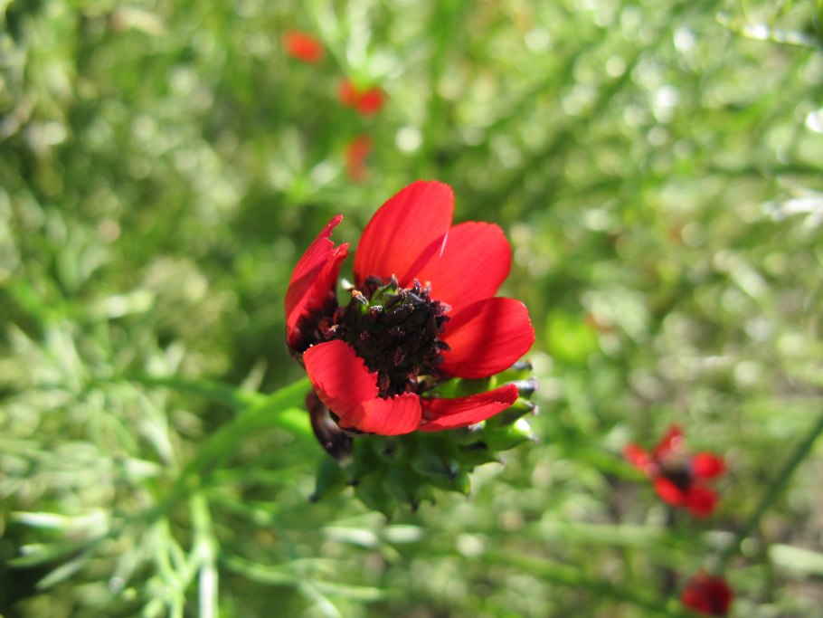 Адонис красный многолетник