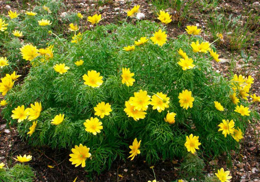 Алые адонисы