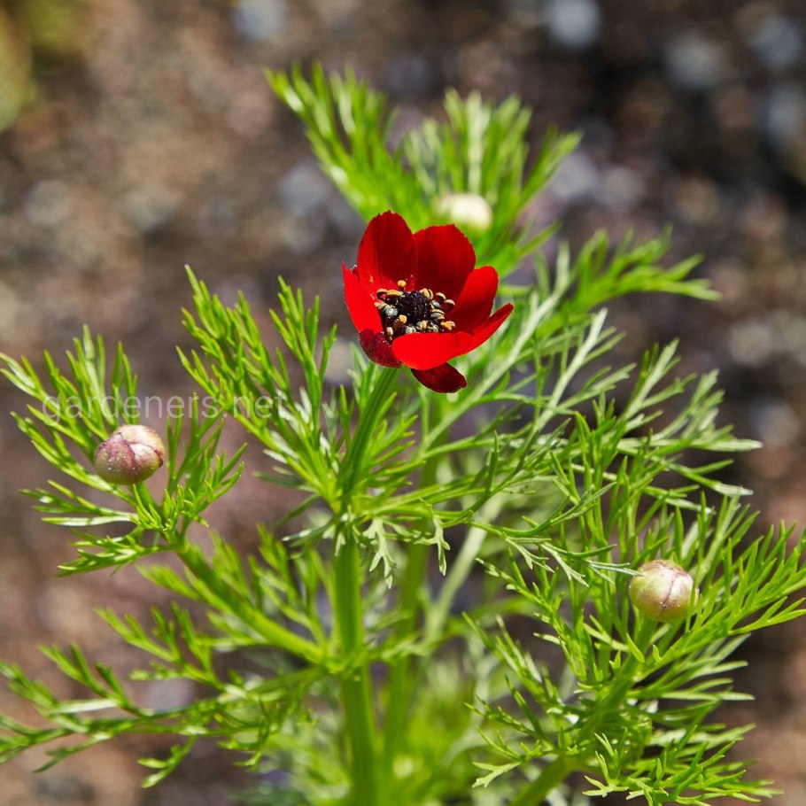 Адонис керубино цветок