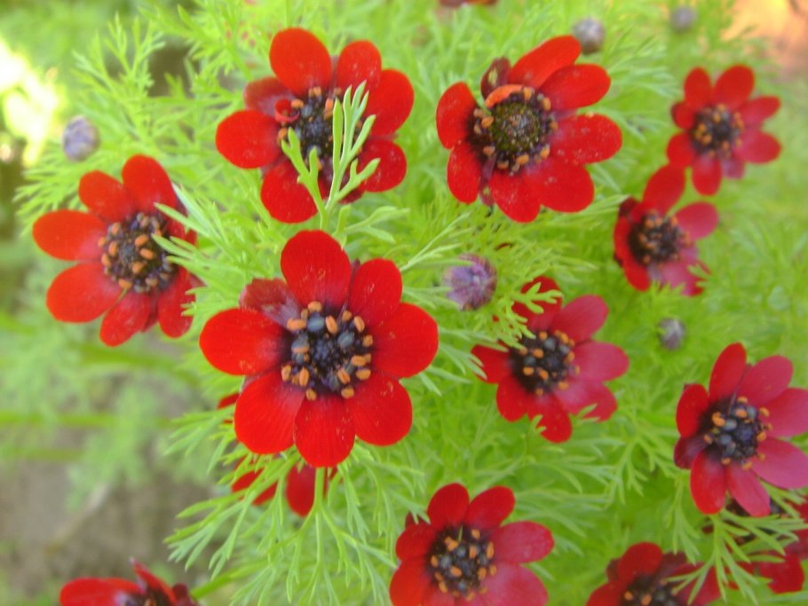 65. Адонис летний