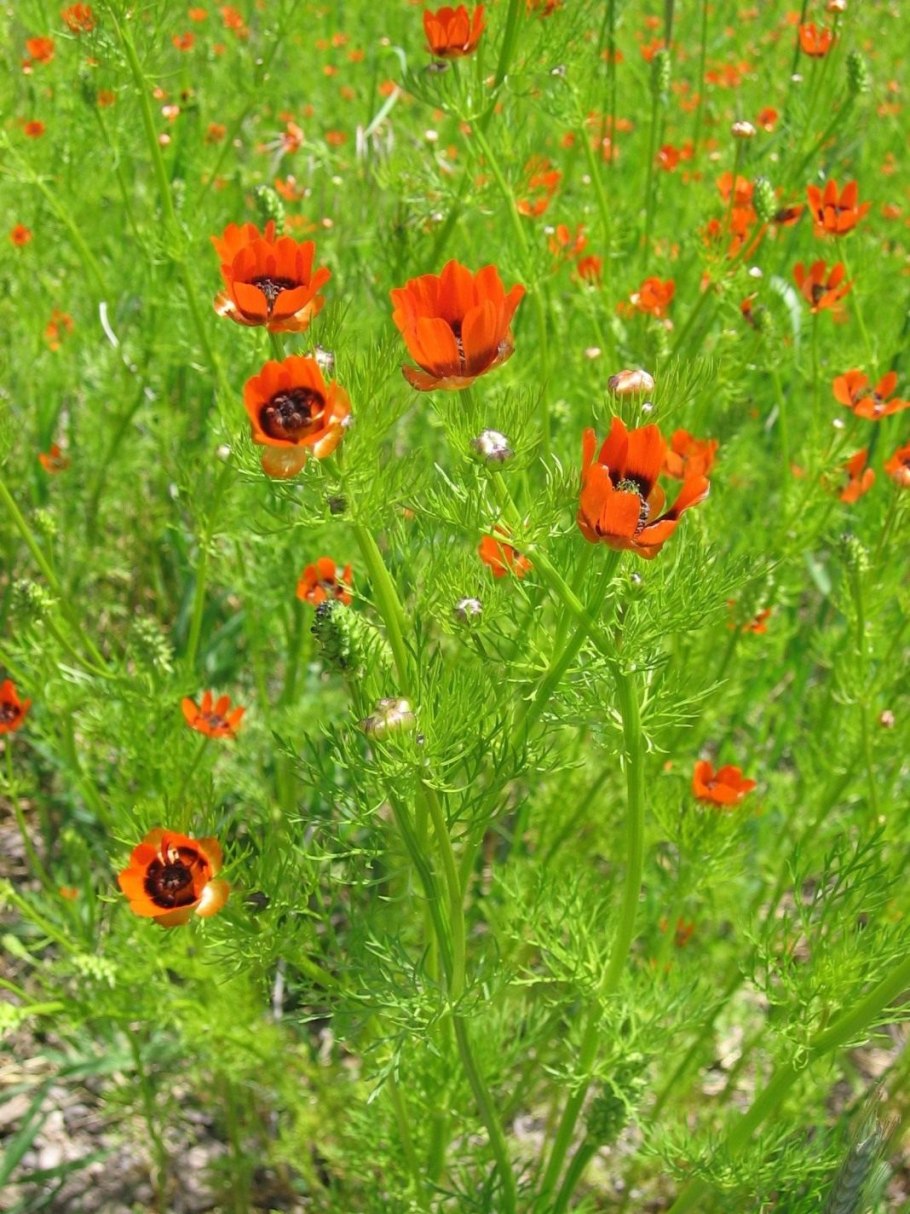 Адонис Волжский растение