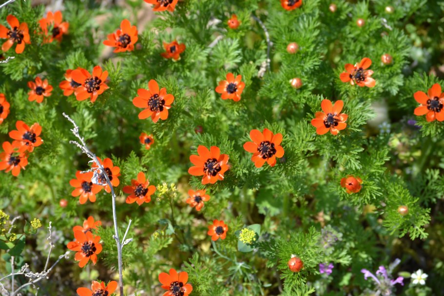 Адонис летний растение