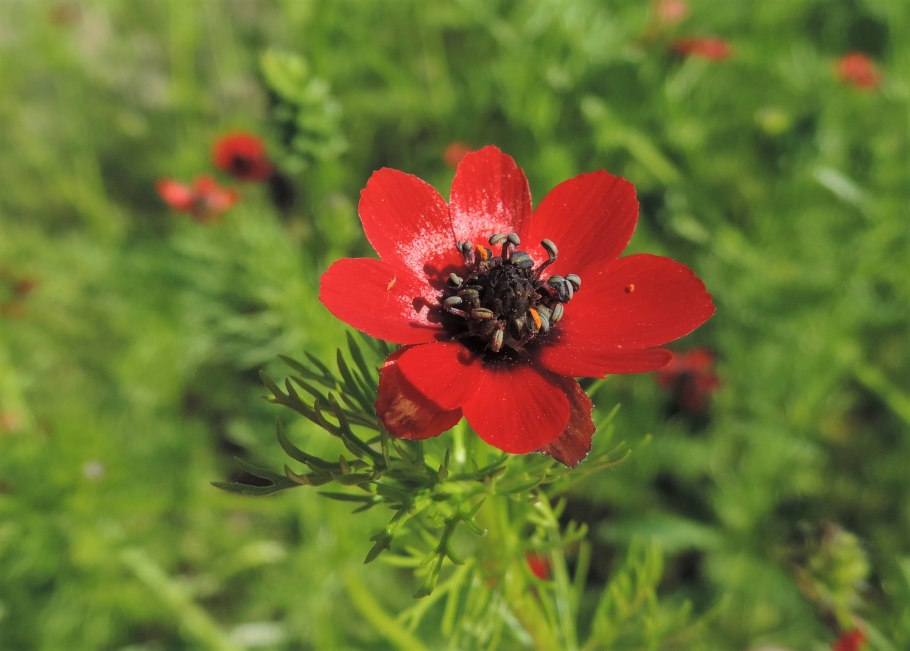 Адонис Пламенный