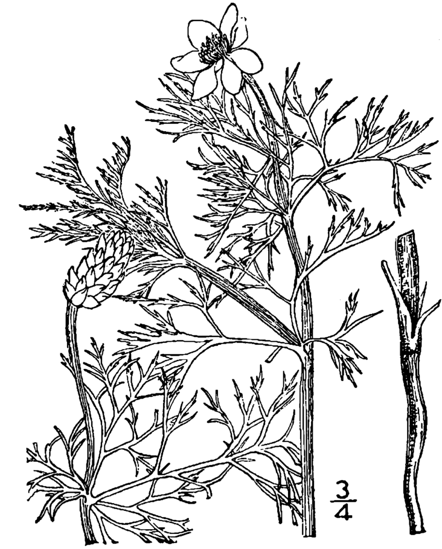 Адонис весенний