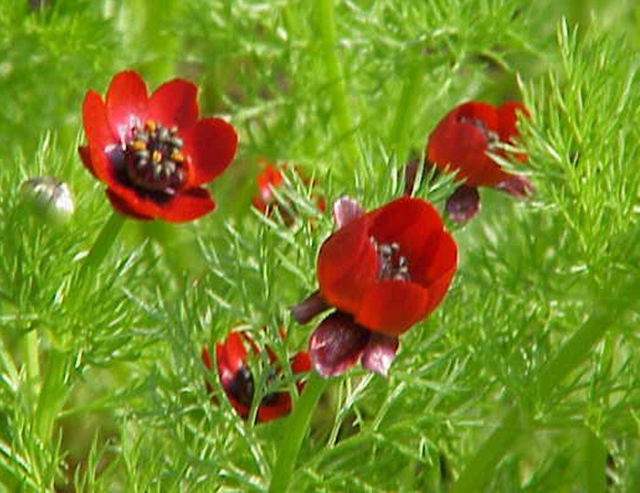 Адонис летний Керубино