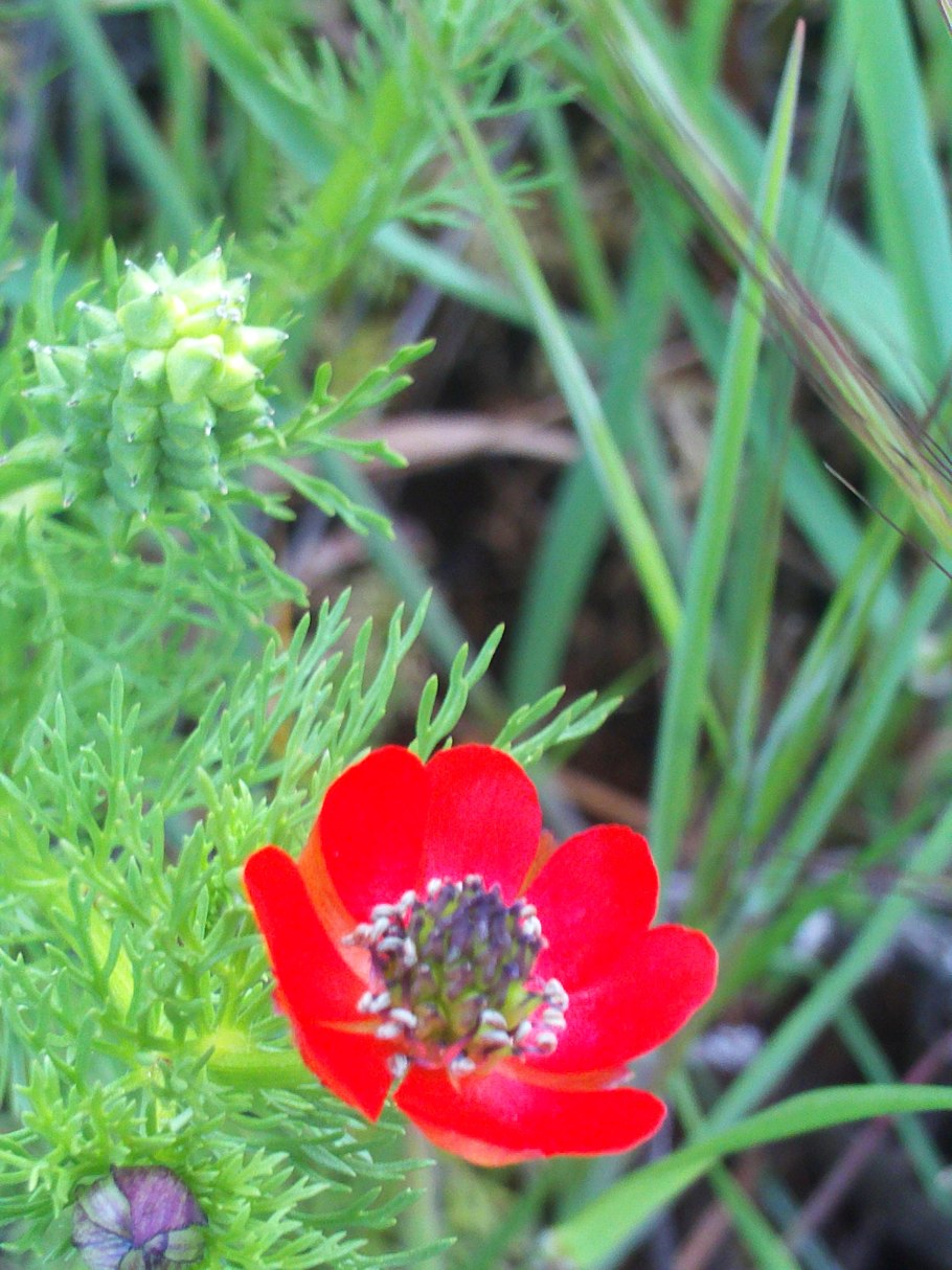 Горицвет на латинском