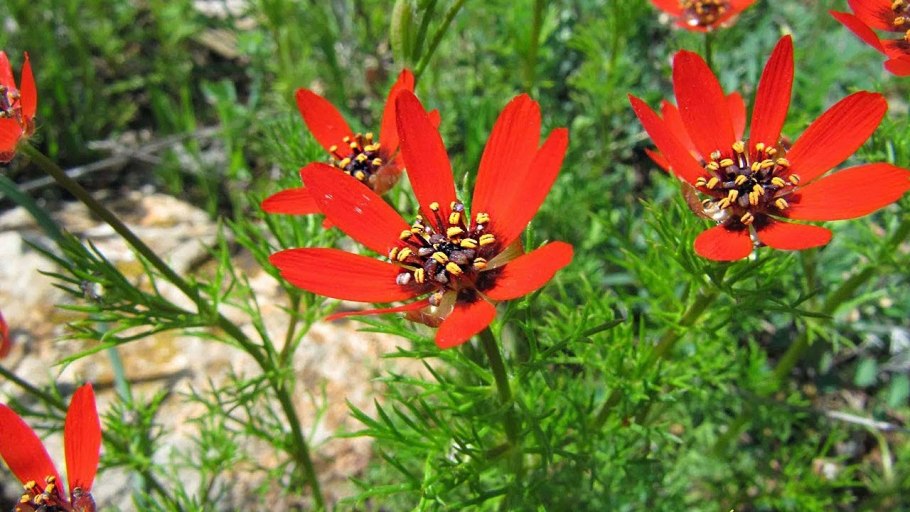 Адонис (горицвет) пламенный