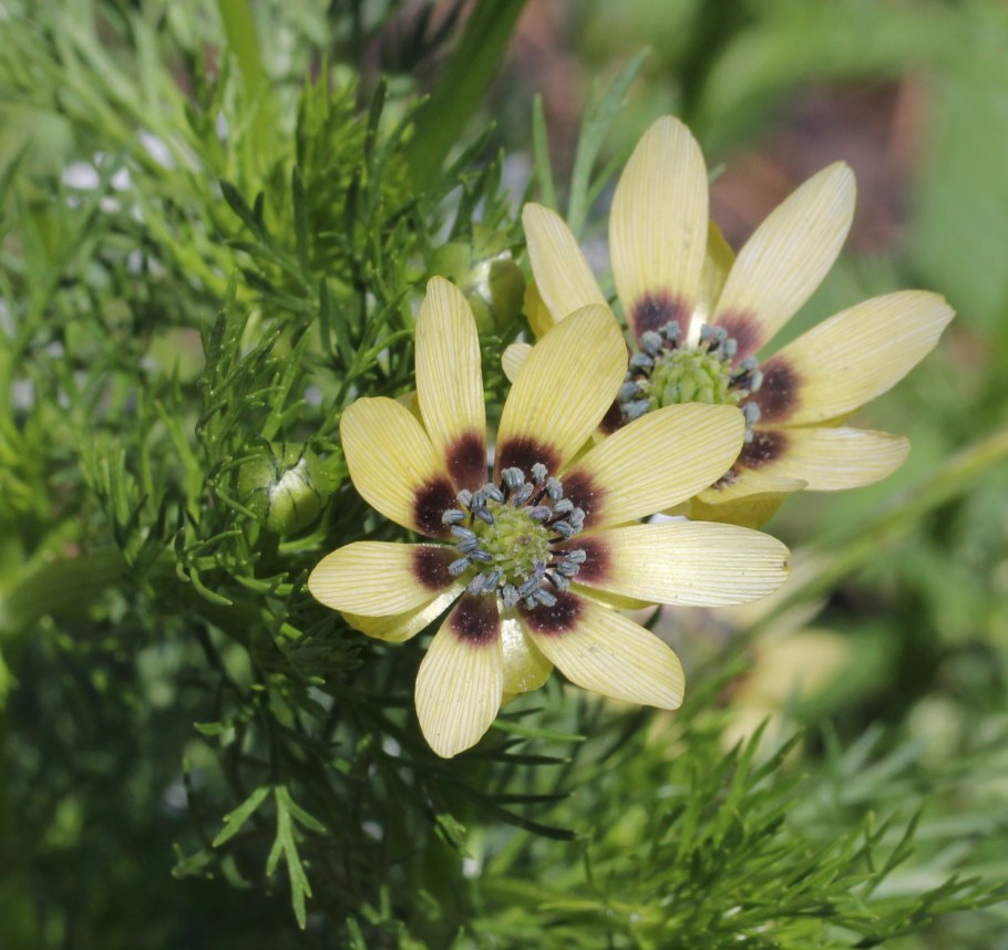 Адонис цветок