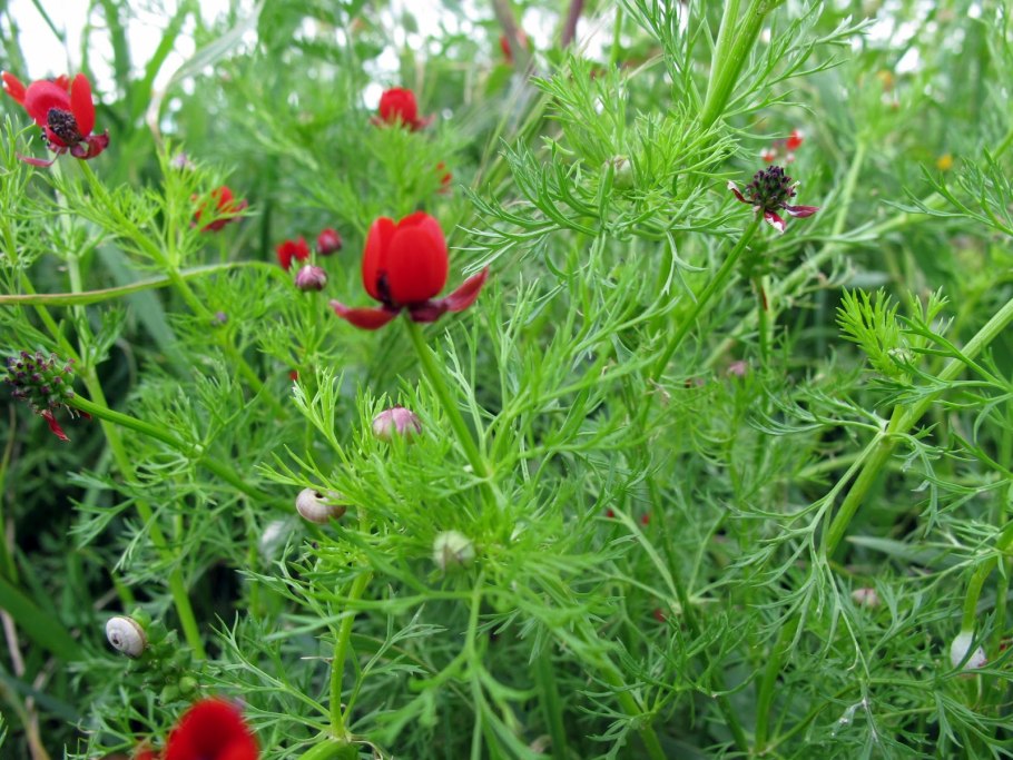 Адонис кроваво красный