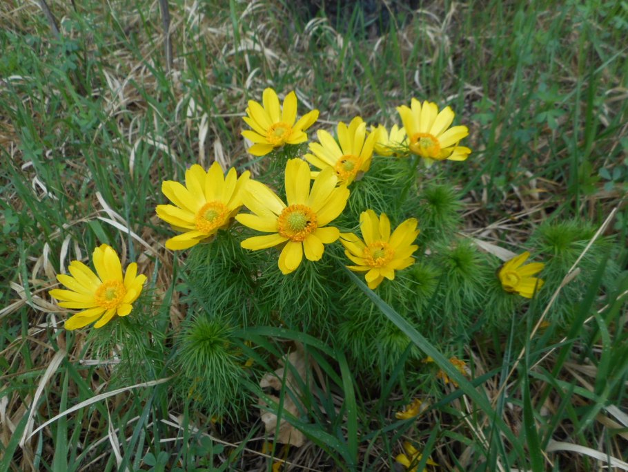 Адонис многолетний цветок