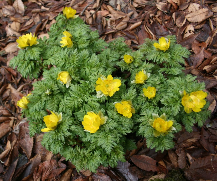 Адонис весенний горицвет