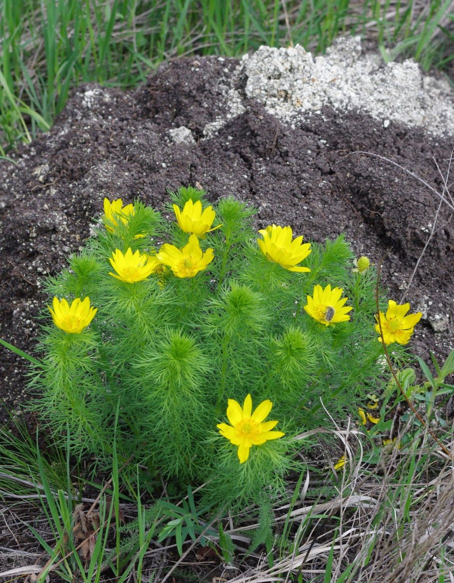 Адонис горицвет