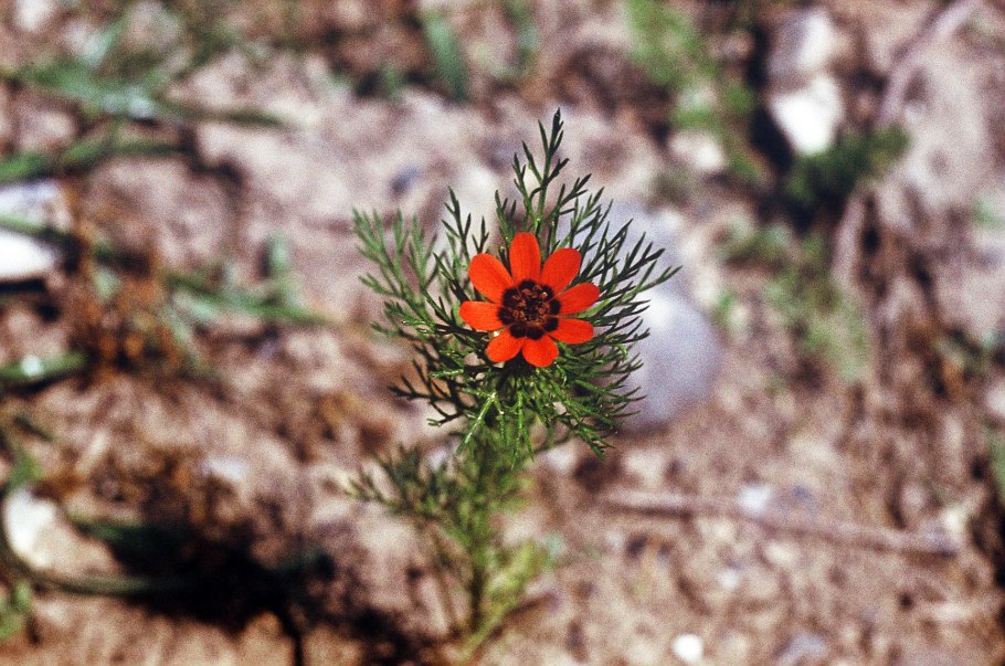 Адонис летний