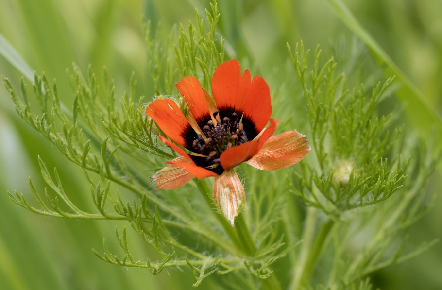 Адонис летний красный