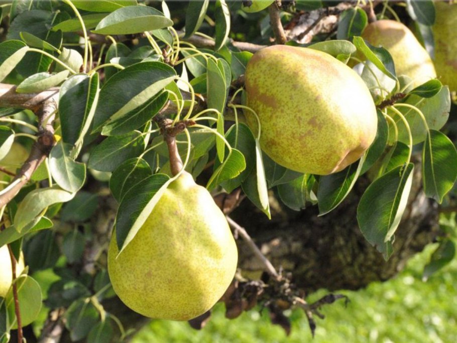 Груша обыкновенная (Pyrus communis l.)