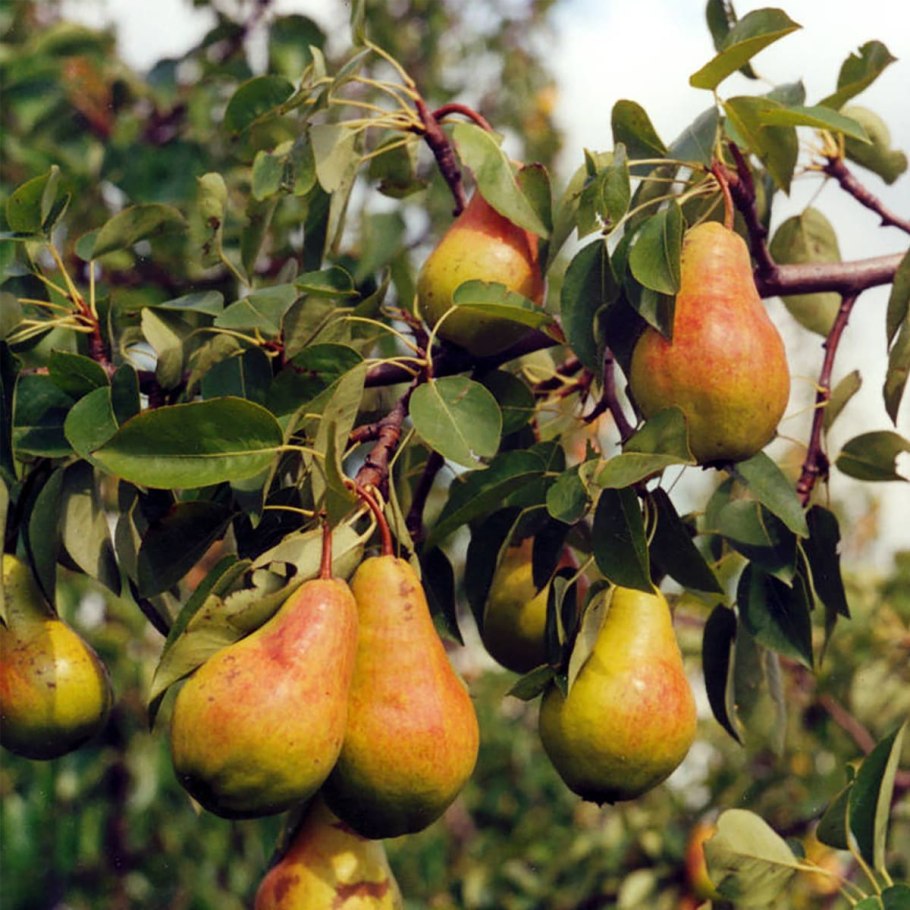Груша сорт Перун