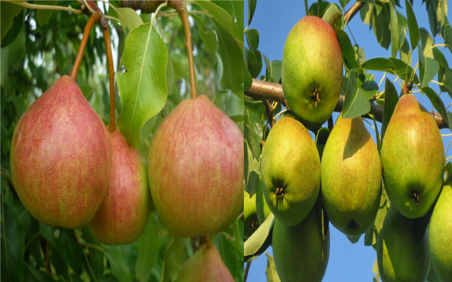 Саженцы груша Северянка