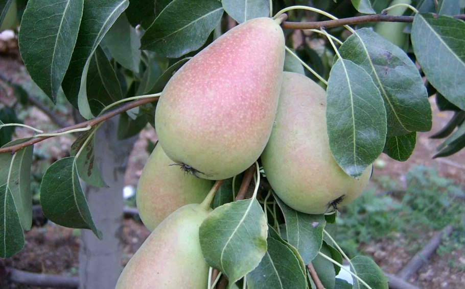 Сорт груши Северянка