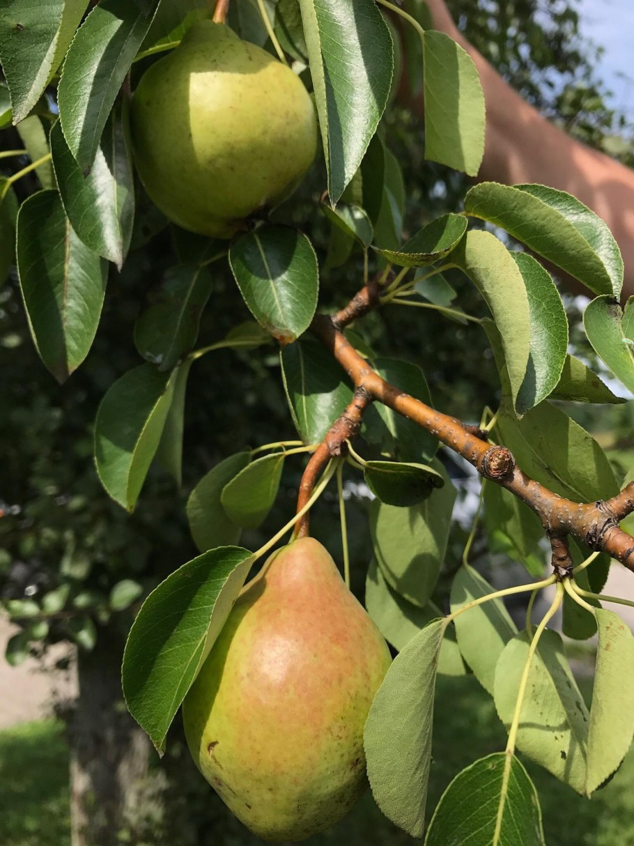 Сорт груши рогнеда