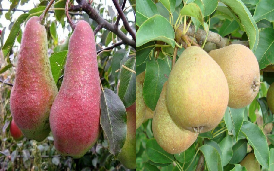 Груша обыкновенная (Pyrus communis)