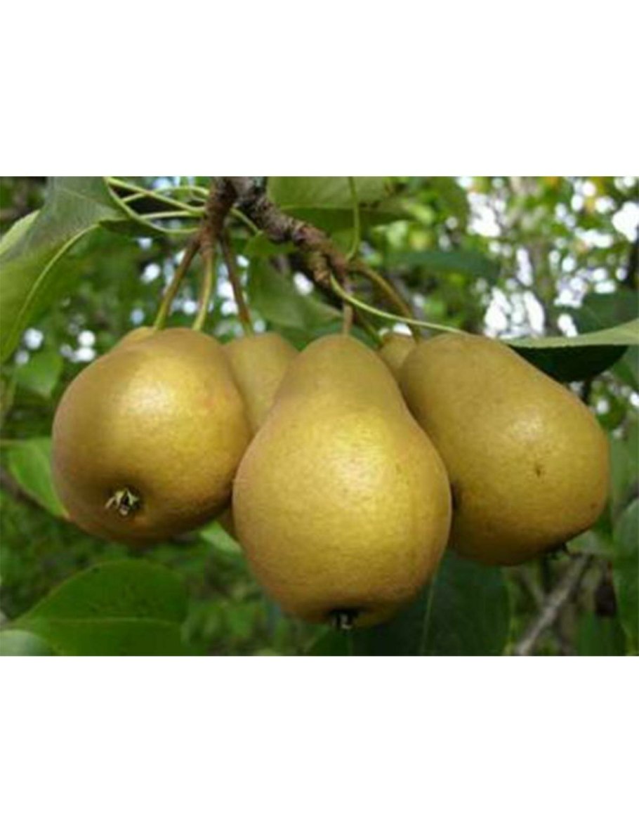 Груша сорт дюймовочка